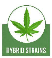 Hybrid Strains