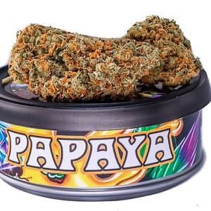 Papaya strain