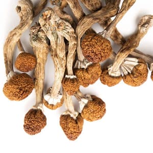 Honduras Cubensis Mushrooms