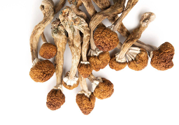 Honduras Cubensis Mushrooms